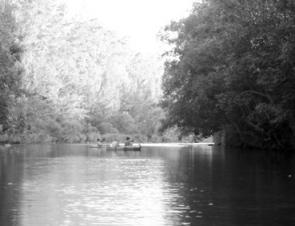 Deeper pools with overhanging trees produce the best results and make for an enjoyable canoe trip!